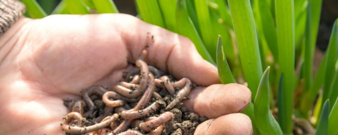 Worm Composting