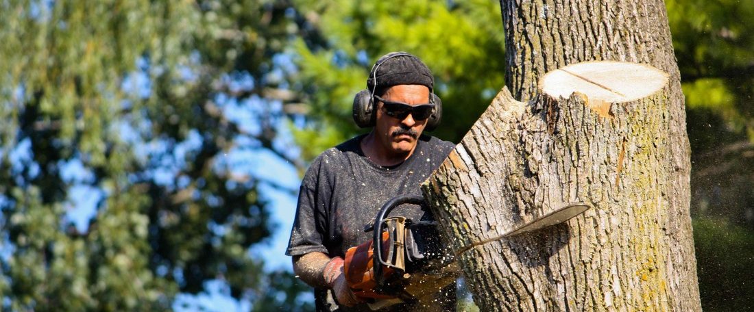 tree loppers, Logan