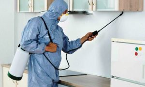 pest inspection Kingscliff