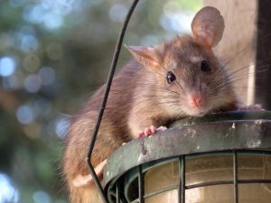 Rat Control Gold Coast