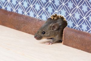 rat control gold coast