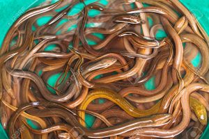 worms for sale