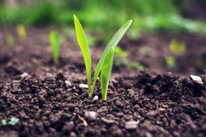 Humic acid
