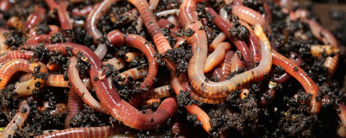 worms for sale