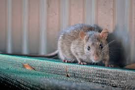 rat control gold coast