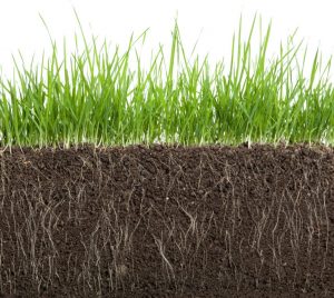 Humic acid