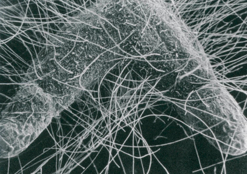 mycorrhizal fungi