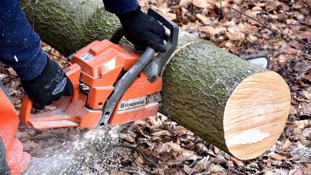 arborist Brisbane