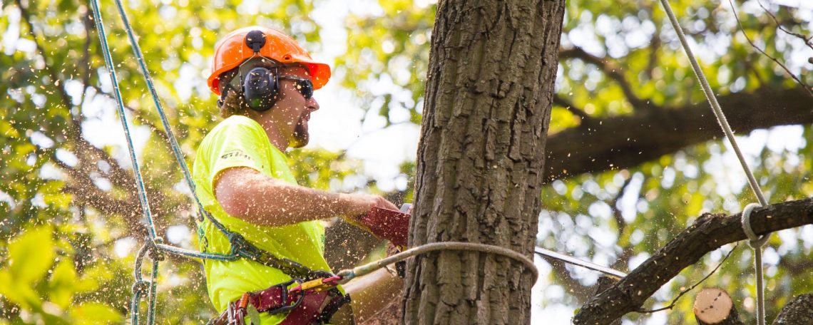 arborist Brisbane