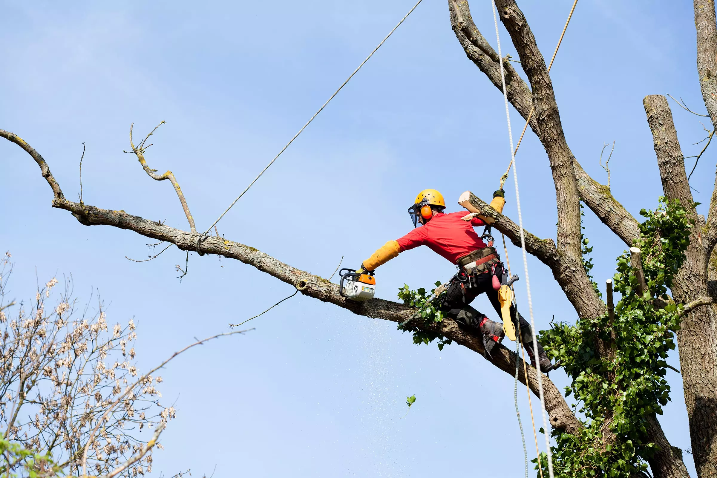 arborist Brisbane