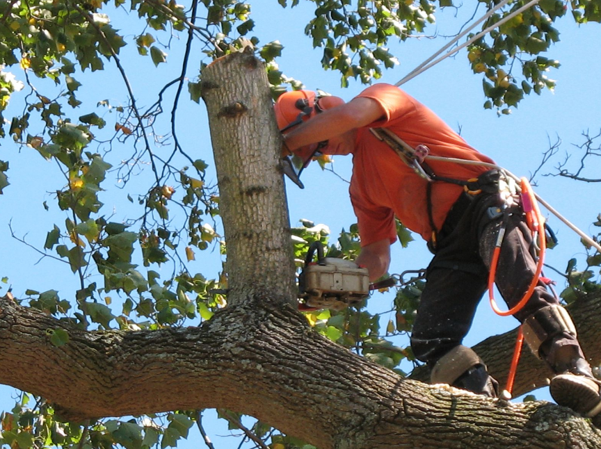 Expert Tree Services | Best Expert Tree Removal 2022