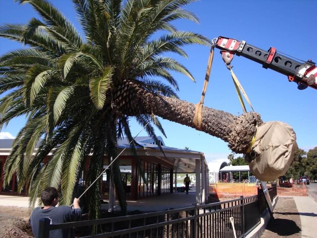 Palm tree removal