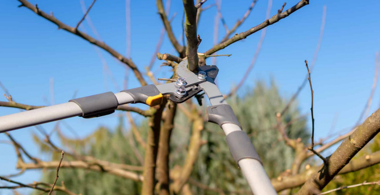 Tree Lopper in Gold Coast | Best Gold Coast Tree Lopper 2022