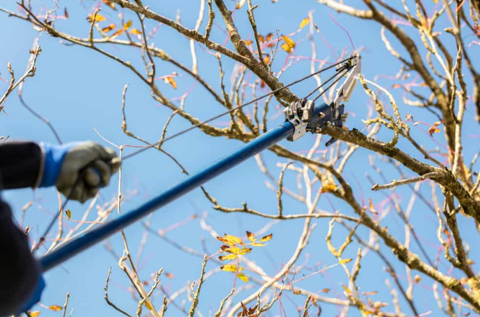 Tree Lopper in Gold Coast | Best Gold Coast Tree Lopper 2022