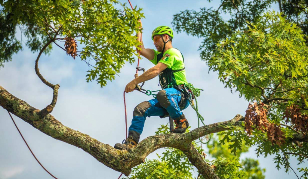 Level 5 arborist consultants