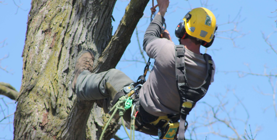 Level 5 arborist consultants