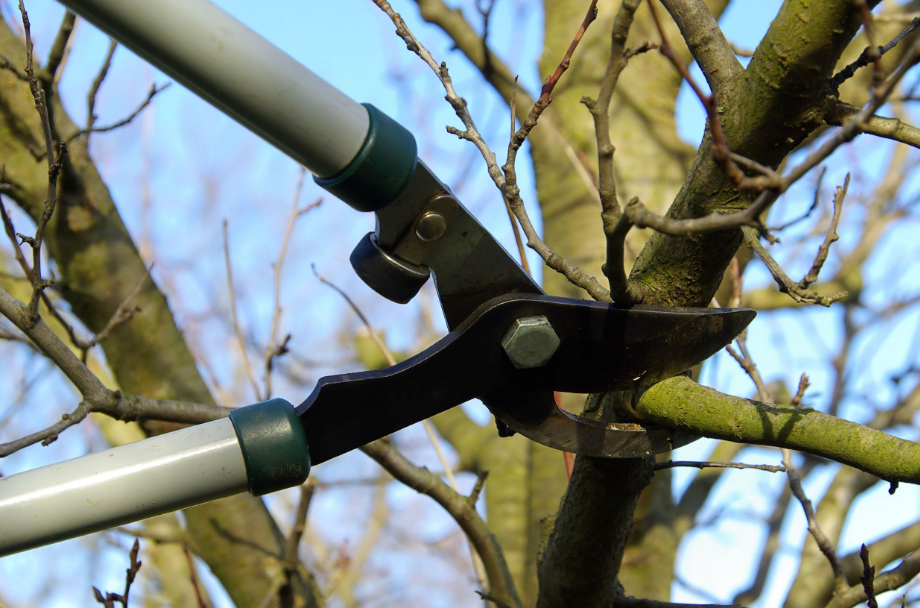 tree pruning in Penrith
