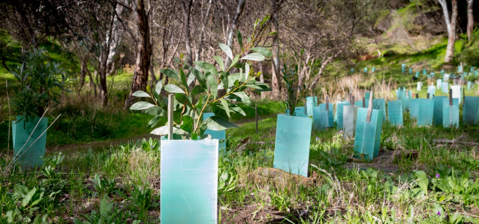 offset revegetation in Brisbane