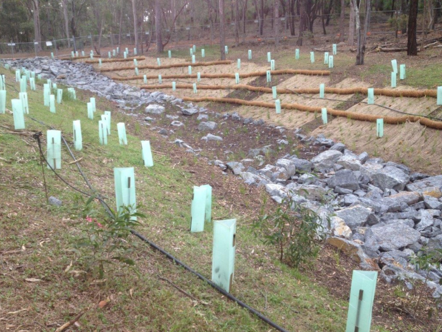 offset revegetation in Brisbane
