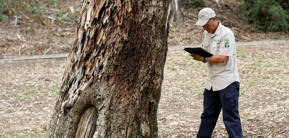 Arborist reports in South Auckland