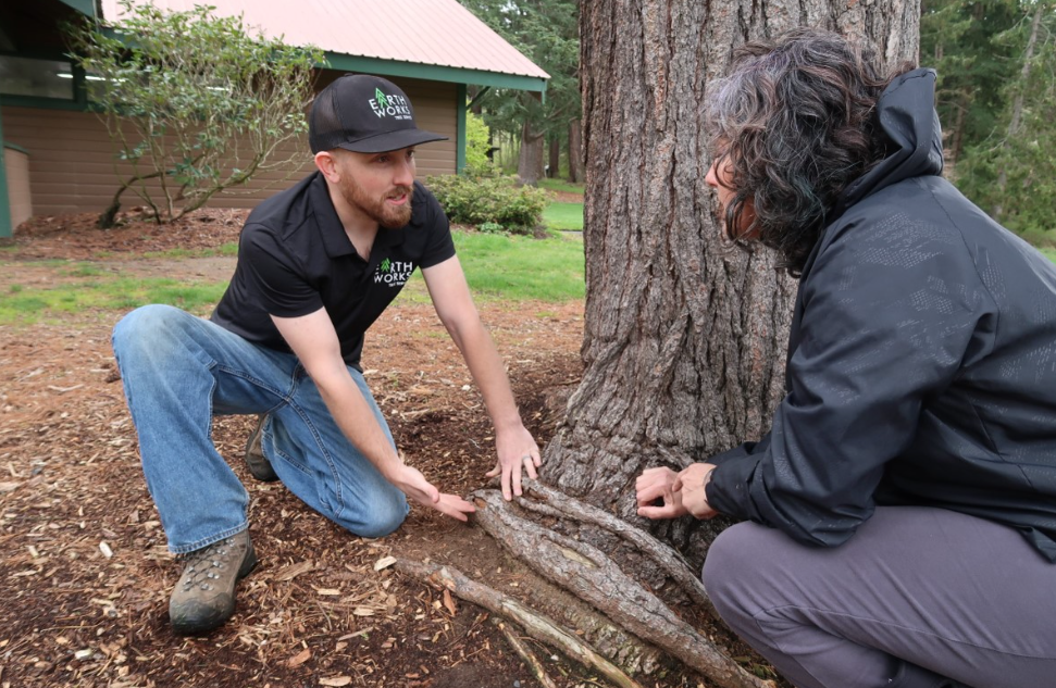 Arborist reports in South Auckland