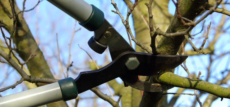 Tree Pruning Sydney