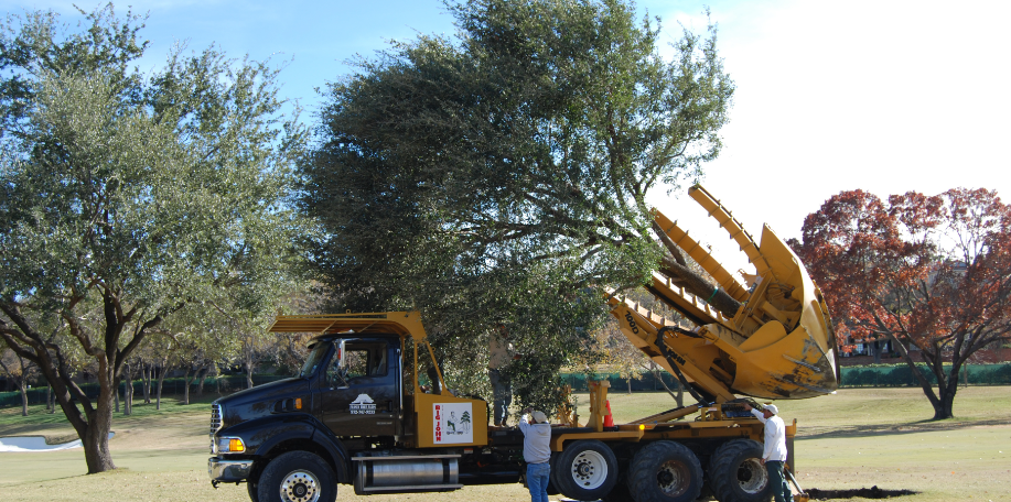 tree relocation in Logan