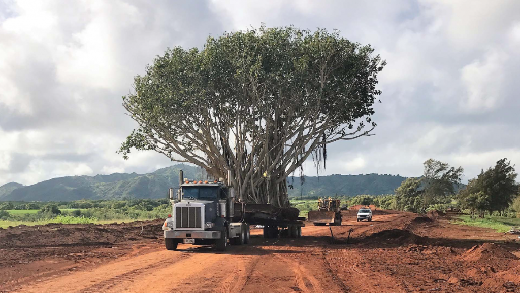 tree relocation in Logan