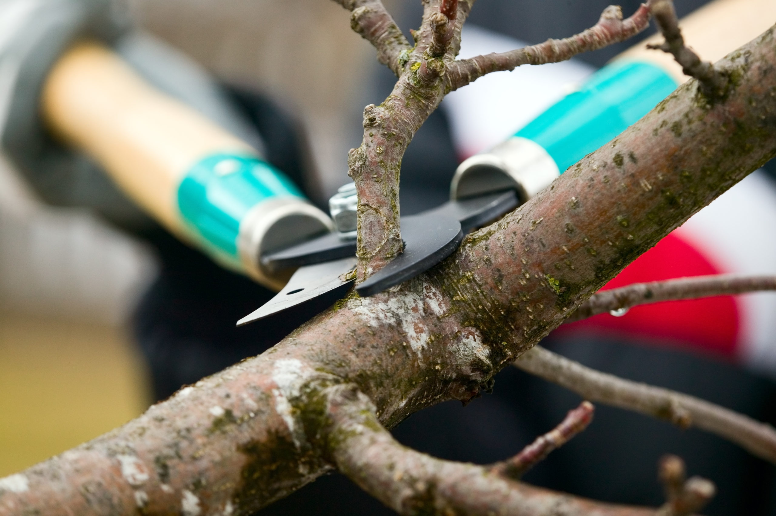 tree trimming