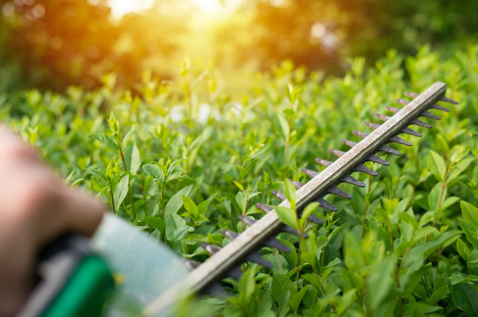 Hedge trimming in Manukau