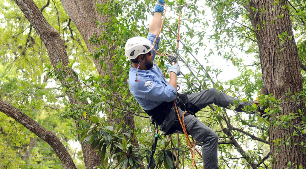  tree care in Auckland