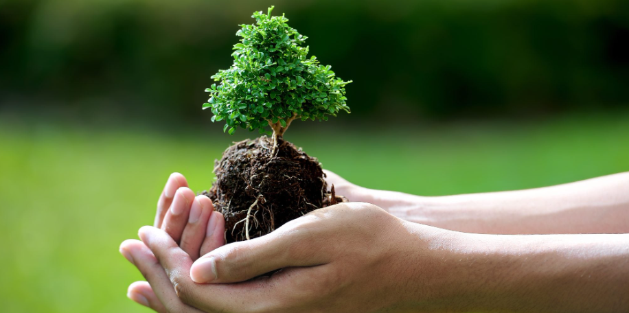 tree care in Auckland