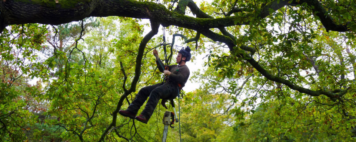 project arborist in Toowoomba