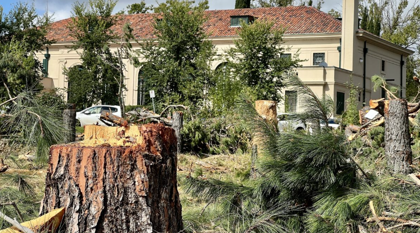 tree cutting in Auckland