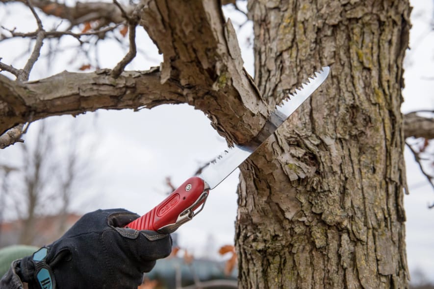 tree pruning in North Shore