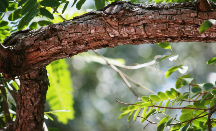 Tree topping