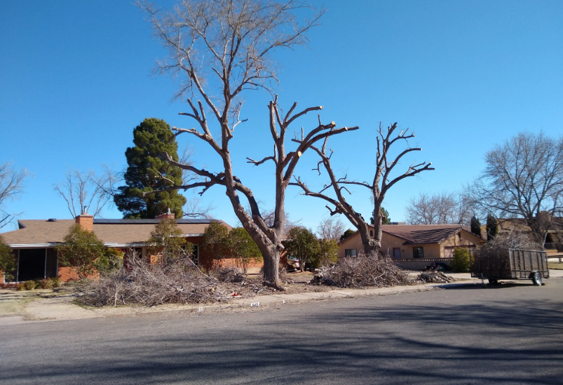 Tree topping