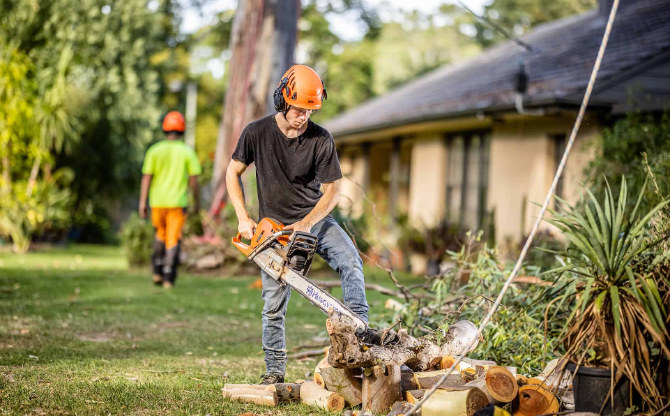 Gold Coast Council tree removal 