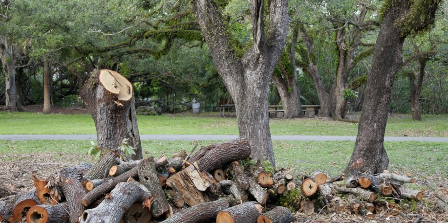 tree removal in the Bay of Plenty