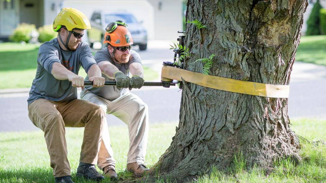 tree removal in the Bay of Plenty