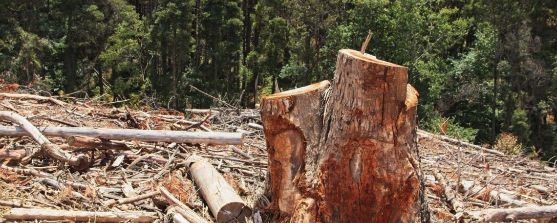 tree lopping on the Gold Coast