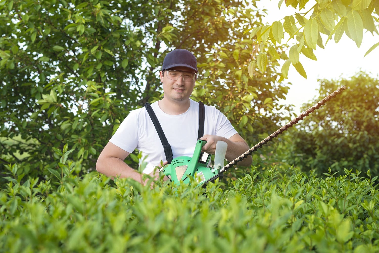 Tree Repot The Importance of a Comprehensive Tree Report for Your Property