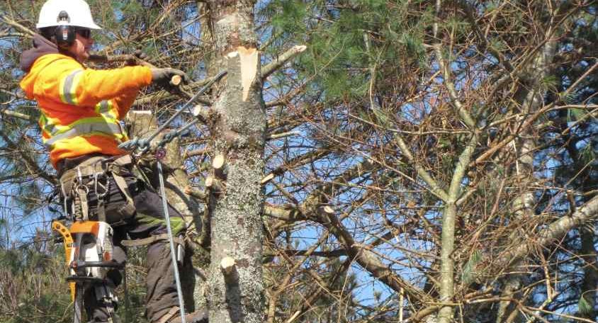 arborist Gold Coast