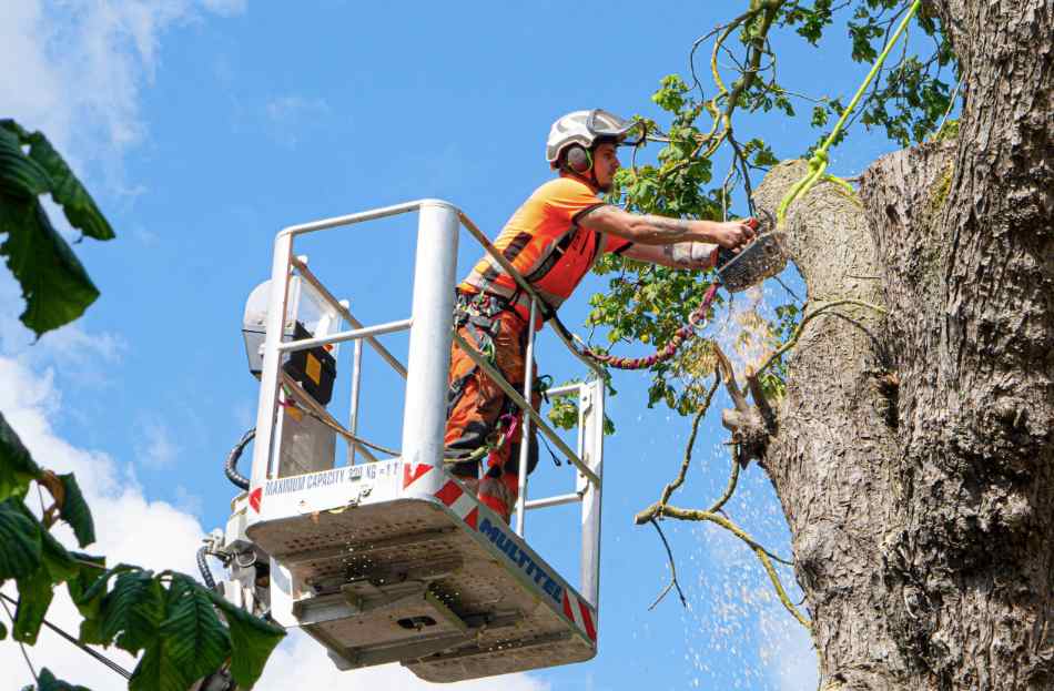 arborist Gold Coast