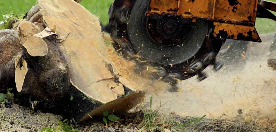Gold Coast stump grinding